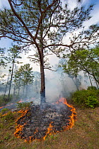 Controlled fire surrounding Longleaf pine tree (Pinus palustris) Eglin Air Force Base, Florida, USA. May 2014.