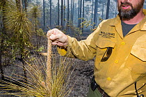 Brett Williams, fire ecologist checking young Longleaf pine (Pinus palustris) during controlled fire, Eglin Air Force Base, Florida, USA. May 2014.
