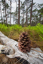 Longleaf pine cone (Pinus palustris) Green Swamp Preserve, North Carolina, USA, May 2014.