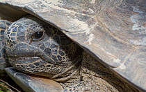 Gopher tortoise (Gopherus polyphemus) portrait, southern Georgia. USA, May 2014.