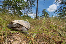 Gopher tortoise (Gopherus polyphemus) in fire maintained Longleaf pine (Pinus palustris) forest, southern Georgia. USA, May 2014.