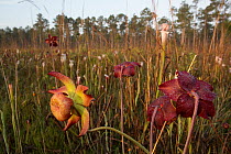 White pitcher plant (Sarracenia leucophylla) flowers, Splinter Hill Bog, Nature Concervancy Preserve, Alabama, USA. May.