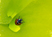 Seven-spotted lady beetle (Coccinella septempunctata) inside the funnel leaf of Pitcher plant, Alabama, USA. May 2014.