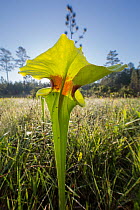 Yellow pitcher plant (Sarracenia flava) Conecuh National Forest, Alabama, USA. May.