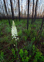 Osceola's Plume (Stenanthium densum) blooming after controlled fire, Conecuh National Forest, Alabama, USA. May 2014.