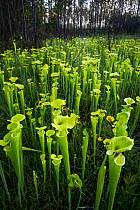 Yellow pitcher (Sarracenia flava) plants in bog, growing in fire-maintained landscape, Conecuh National Forest, Alabama, USA. May 2014.