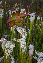White pitcher plants (Sarracenia leucophylla), flower, Conecuh National Forest, Alabama, USA. May.