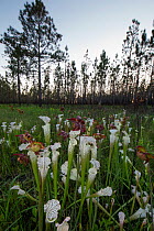 White pitcher plants (Sarracenia leucophylla), flower, fire-maintained habitat, Conecuh National Forest, Alabama, USA. May 2014.