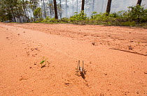 Katydids (Tettigoniidae) and other insects flee Longleaf pine forest during controlled fire, Eglin Air Force Base, Florida, USA, MAy.