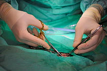 Veterinarian Romain Pizzi of the Royal Zoological Society of Scotland sewing up small incision in anaesthetised Eurasian beaver (Castor fiber) from an escaped population on the Otter River. Incision a...