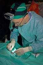 Veterinarian Romain Pizzi of the Royal Zoological Society of Scotland sewing up small incision in anaesthetised Eurasian beaver (Castor fiber) from an escaped population on the Otter River. Incision a...