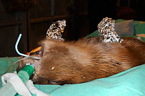 Eurasian beaver (Castor fiber) under anaesthesia given by Royal Zoological Society of Scotland vets before check for tapeworm parasite (Echinococcus multilocularis). Beaver from escaped population on...