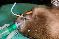 Close up of an Eurasian beaver (Castor fiber)  under anaesthesia given by Royal Zoological Society of Scotland vets before check for tapeworm parasite (Echinococcus multilocularis). Beaver from escape...
