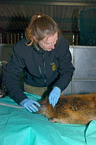 Donna Brown, of the Royal Zoological Society of Scotland, anaesthetising Eurasian beaver (Castor fiber) before it is checked for Tapeworms (Echinococcus multilocularis). Beaver from escaped population...