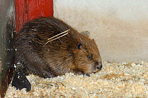 Eurasian beaver (Castor fiber) from an escaped population on the River Otter in a holding pen waiting to be checked for tapeworms (Echinococcus multilocularis) Project overseen by Devon Wildlife Trust...