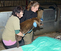 Roisin Campbell-Palmer and  Donna Brown of the Royal Zoological Society of Scotland carrying anaesthetised Eurasian beaver (Castor fiber) that has been checked for tapeworms (Echinococcus multilocular...