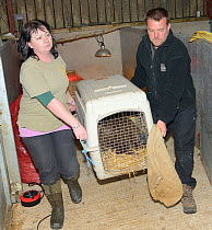 Roisin Campbell-Palmer and  Donna Brown of the Royal Zoological Society of Scotland carrying anaesthetised Eurasian beaver (Castor fiber) in crate that has been checked for tapeworms (Echinococcus mul...