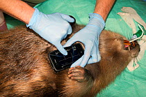 Veterinarian from Royal Zoological Society of Scotland checking heart rate of Eurasian beaver (Castor fiber) using handheld ECG. before being checked for Tapeworms (Echinococcus multilocularis). Beave...