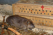 Ear-tagged Eurasian beaver (Castor fiber) from an escaped population on the River Otter emerging from a crate in a holding pen after being checked for Tapeworms (Echinococcus multilocularis) by a vete...