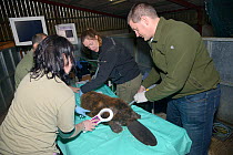 Royal Zoological Society of Scotland, veterinary team checking a transponder chip code, while Clive Turner hoovers an anaesthetised Eurasian beaver (Castor fiber)for Beaver beetles (Platypsyllus casto...