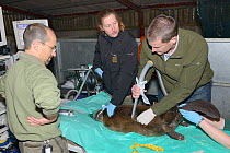 Clive Turner hoovers an Eurasian beaver (Castor fiber) for Beaver beetles (Platypsyllus castoris), anaesthetized by Royal Zoological Society of Scotland veterinarians. Beavers from escaped population...