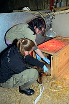 Roisin Campbell-Palmer and Donna Brown of the Royal Zoological Society of Scotland, placing an Eurasian beaver (Castor fiber) after anaesthesia in a crate under a warm lamp to recover. Project oversee...