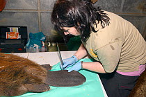 Roisin Campbell-Palmer of the Royal Zoological Society of Scotland using callipers to measure the tail of an Eurasian beaver (Castor fiber). Beaver from escaped population on River Otter. Project over...