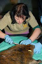 Roisin Campbell-Palmer of the Royal Zoological Society of Scotland fitting ear tags to an Eurasian beaver (Castor fiber). Beaver from escaped population on River Otter. Project overseen by Devon Wildl...