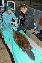 Veterinarian Romain Pizzi and anaesthetist Donna Brown of the Royal Zoological Society of Scotland removing a gas anaesthesia tube from an Eurasian beaver (Castor fiber) after it was checked for Tapew...
