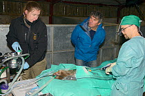 Veterinarian Romain Pizzi of the Royal Zoological Society of Scotland using a laryngoscope to view the throat of an Eurasian beaver (Castor fiber)  before inserting a gas anaesthesia tube. Watched by...