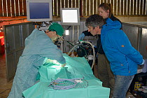 Veterinarians from Royal Zoological Society of Scotland using an preparing Eurasian beaver (Castor fiber) to check for Tapeworms (Echinococcus multilocularis). Beaver from escaped population on the Ot...