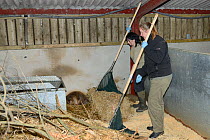 Roisin Campbell-Palmer of the Royal Zoological Society of Scotland using a hand net to catch an Eurasian beaver (Castor fiber) to check for tapeworms (Echinococcus multilocularis). Beaver from escaped...