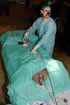 Veterinarian Romain Pizzi of the Royal Zoological Society of Scotland using an endoscope to check an Eurasian beaver (Castor fiber)  for Tapeworms (Echinococcus multilocularis). Beaver from escaped po...