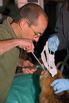 Veterinarian Romain Pizzi of the Royal Zoological Society of Scotland using a laryngoscope to view the throat of an Eurasian beaver (Castor fiber)  before inserting a gas anaesthesia tube.  Project ov...