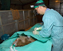 Veterinarian Romain Pizzi of the Royal Zoological Society of Scotland making incision in Eurasian beaver (Castor fiber) before inserting an endoscope to check for Tapeworms (Echinococcus multiloculari...