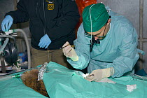 Veterinarian Romain Pizzi of the Royal Zoological Society of Scotland sewing up small incision made in an anaesthetised female Eurasian beaver (Castor fiber) from an escaped population on the Otter Ri...
