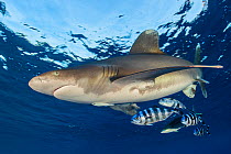 Oceanic whitetip shark (Carcharhinus longimanus) accompanied by pilotfish (Naucrates ductor) as it cruises beneath the surface of the Red Sea, close to Little Brother Island. A rainbow runner (Elagati...