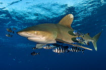 Oceanic whitetip shark (Carcharhinus longimanus) accompanied by pilotfish (Naucrates ductor) as it cruises beneath the surface of the Red Sea, close to Little Brother Island. The Brothers Islands, Egy...
