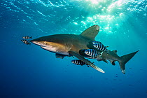 Oceanic whitetip shark (Carcharhinus longimanus) accompanied by pilotfish (Naucrates ductor) as it cruises beneath the surface of the Red Sea in the late afternoon, close to Little Brother Island. The...