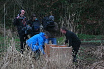 Release of Eurasian beavers (Castor fiber) into River Otter, assisted by Martin Hughes-Games with camera crew filming. Part of escaped population re-released to the wild following veterinary check ups...
