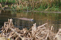 Eurasian beaver (Castor fiber) swimming in River Otter. Part of escaped population re-released to the wild following veterinary check ups by Royal Zoological Society of Scotland and Devon Wildlife Tru...