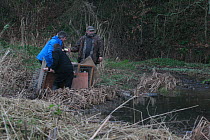 Release of Eurasian beavers (Castor fiber) into River Otter, assisted by Martin Hughes-Games. Part of escaped population released back intothe wild following veterinary check ups by Royal Zoological S...