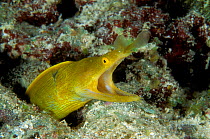 Ribbon eel (Rhinomuraena quaesita) female in burrow, Maldives, Indian Ocean.