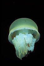 Barrel jellyfish (Rhizostoma sp), Maldives, Indian Ocean.