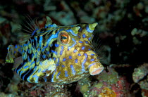 Thornback boxfish (Lactoria fornasini), Maldives, Indian Ocean.