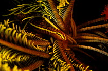 Feather star clingfish (Discotrema crinophila) living in crinoid, New Caledonia, Pacific Ocean. This fish perfectly mimics its host and has modified pelvic fins that act as suction cups for attachment...