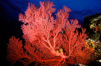 Gorgonian or sea fan (Melithaea sp), New Caledonia, Pacific Ocean.