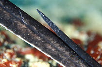 Close-up of blackspotted stingray (Taeniurops meyeni) tail and sting, Maldives, Indian Ocean.