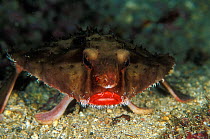 Rosy lipped batfish (Ogcocephalus porrectus),  Cocos Island, Costa Rica, Pacific Ocean. Small reproduction only