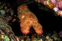 Galapagos slipper lobster (Scyllarides astori) at night, Cocos island, Costa Rica, Pacific ocean.